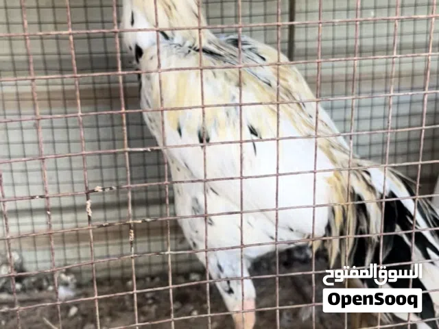 دياكة تايلند للبيع