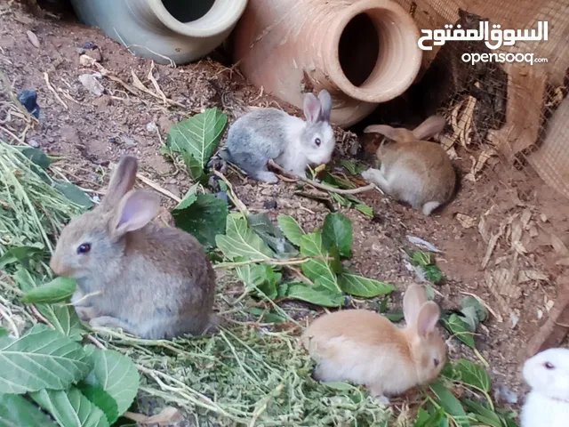 ارانب عدد 11 + حبش هولندي عدد 4