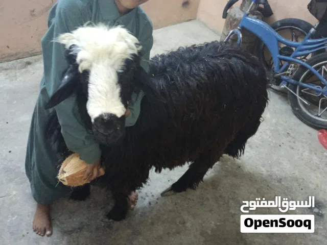 لبيع كبش فحل زين نجدي كبير