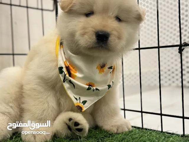 جراوي تشاو تشاو للبيع