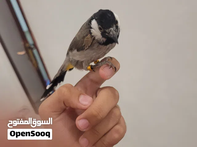 bulbul Bahraini tamd