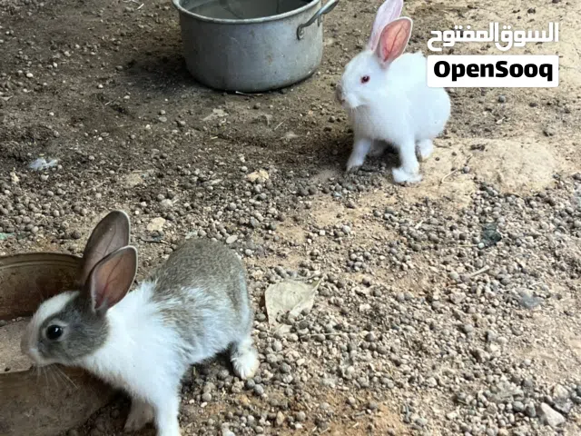 ارانب للبيع خرانج