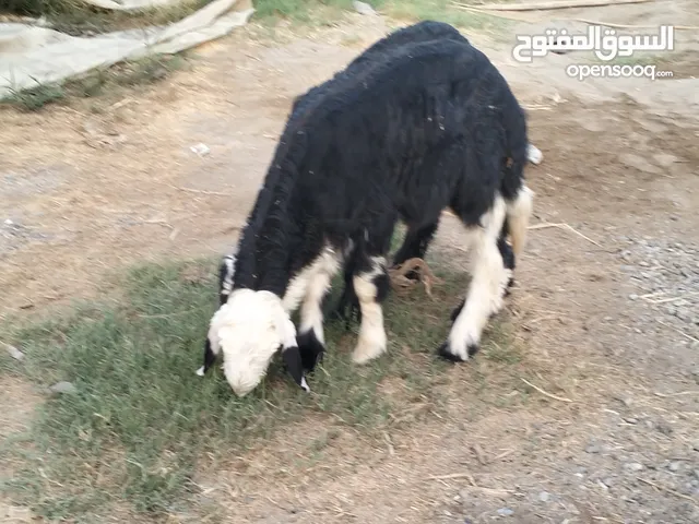 كباشة اثنين رأس الحصان مستوى طيب جدا