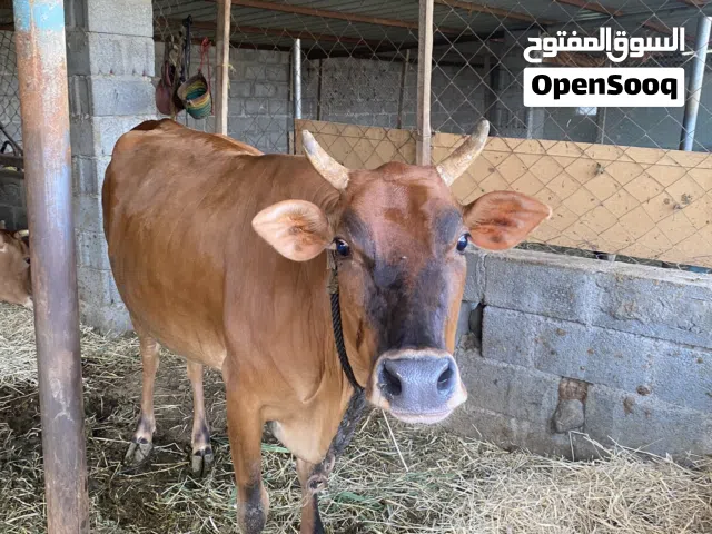 بقره للبيع