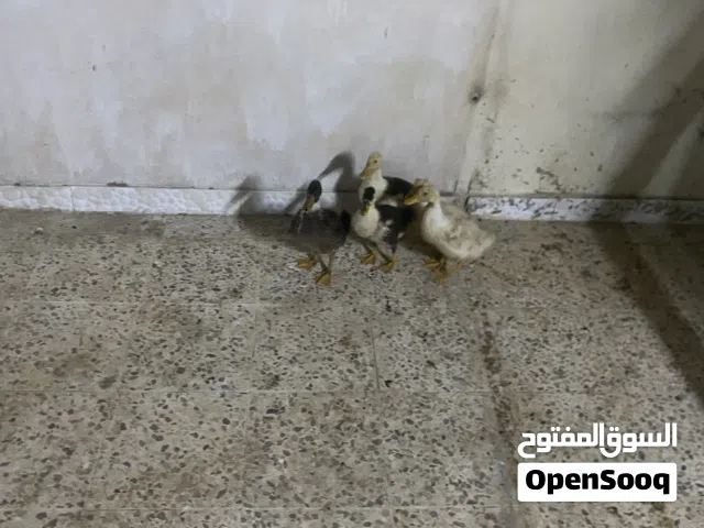 بط بكيني مشكل 5 حبات الوحدة على 2 بس