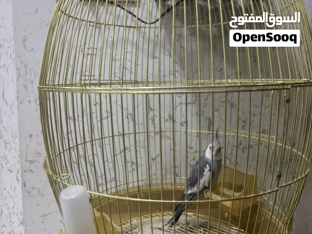 ببغاء كوكتيل