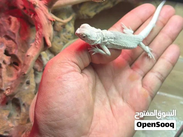 دراجن بيردد زيرو