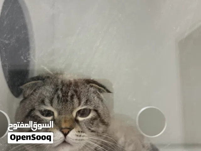 قطط سكوتش فولد Scottish fold