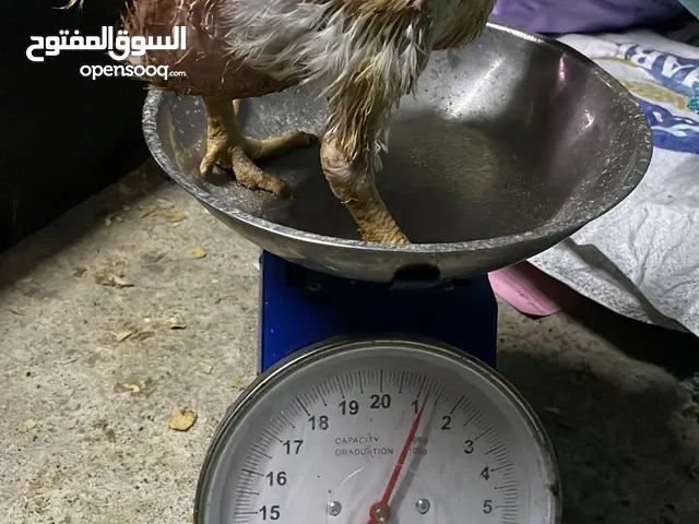 دجاج هندي لاحم للبيع