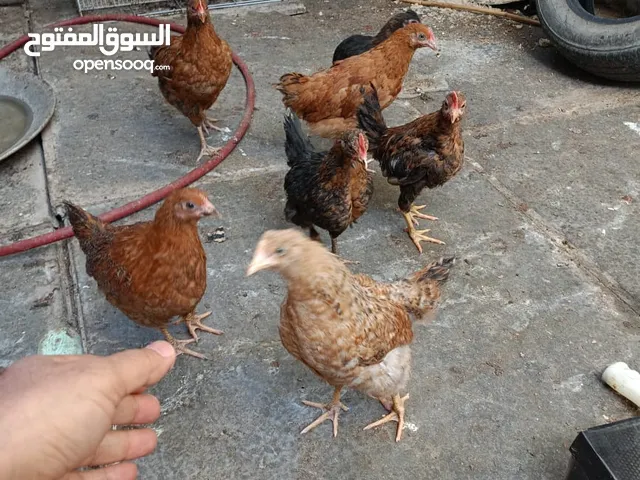 دجاج عرب مخاليف