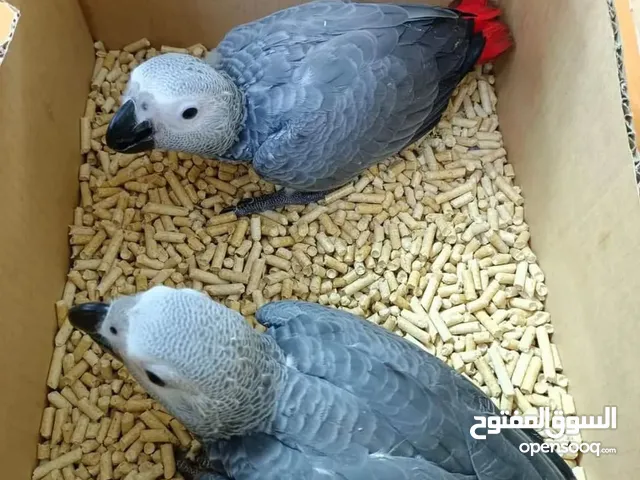 African Grey Parrot( Congo)