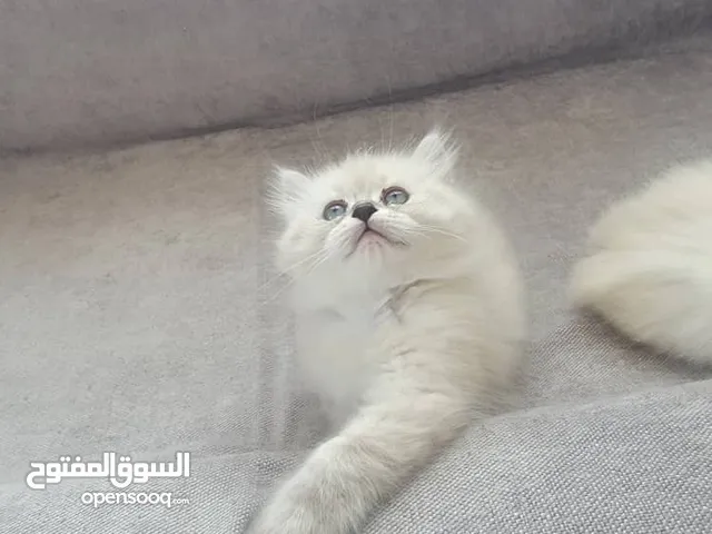 قط سيامي صغنون