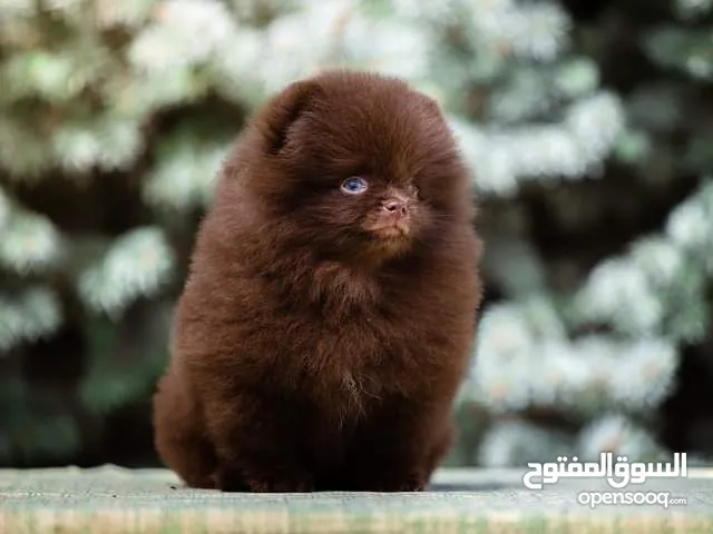 Pomeranian Samoyed Giant Malamute