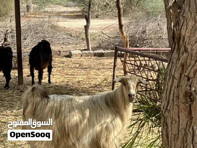 عنز رحبيه عشار