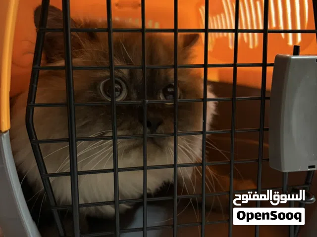 قط همالايا