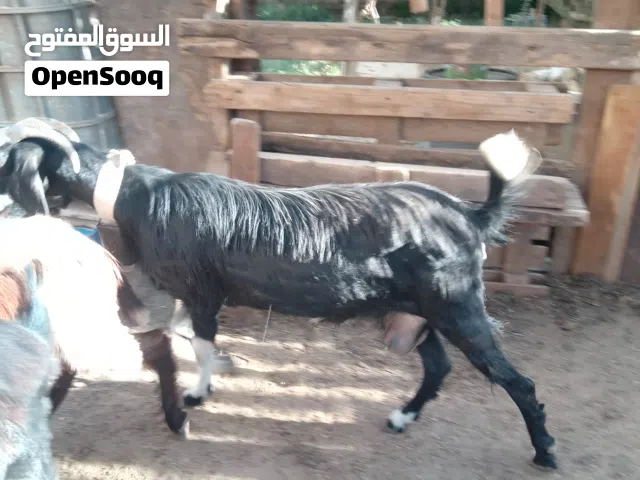 ثنيه نخب مقنوي حبه من كل كل جال