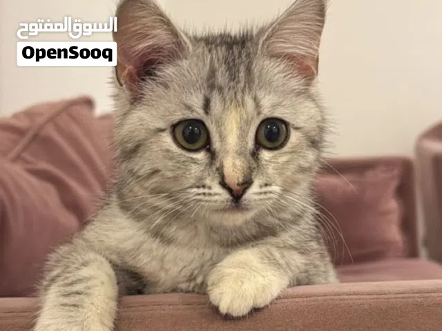 Cute Cat mix