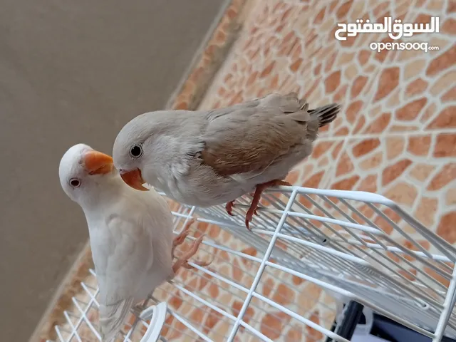 2ببغاء روز ربي يبارك مروض ترويض كامل داخلي وخارجي الطرف 190د