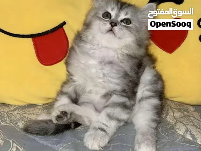 longhair Scottish Fold Cat with thick soft fur loves to play and be pampered the perfect co...