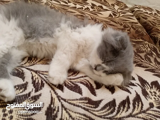 قط للبيع عمره شهرين ونص
