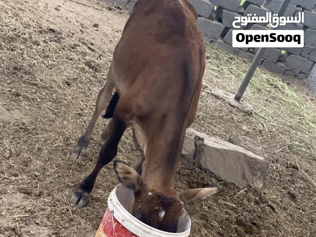 عجله للبيع