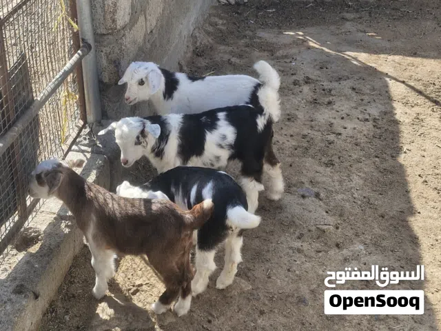 اللبيع جدايه العمر شهرين العدد 4