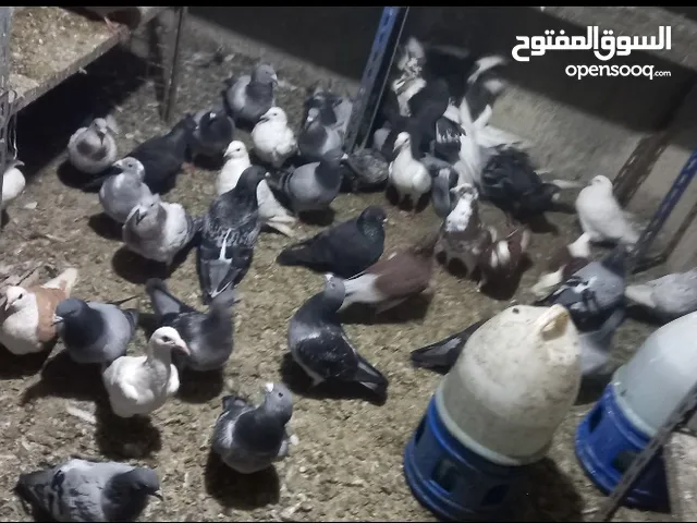حمام للبيع