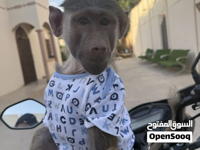 قرد بابون للبيع