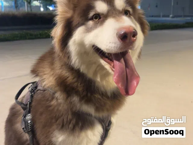 هاسكي مالموت
