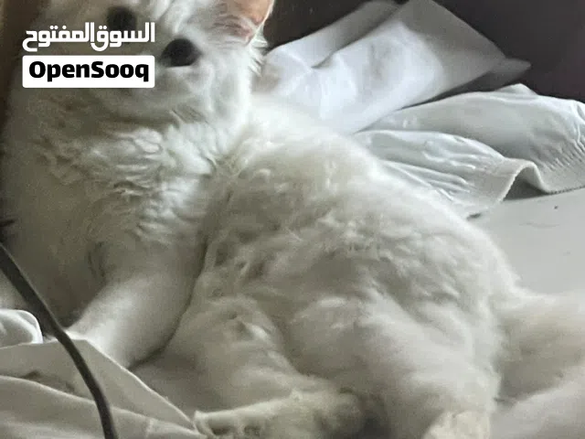 قطة أنثى العمر  9 اشهر نظيفة و لطيفة جدا