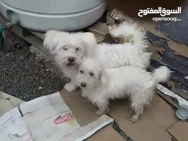 كلاب مالتيز