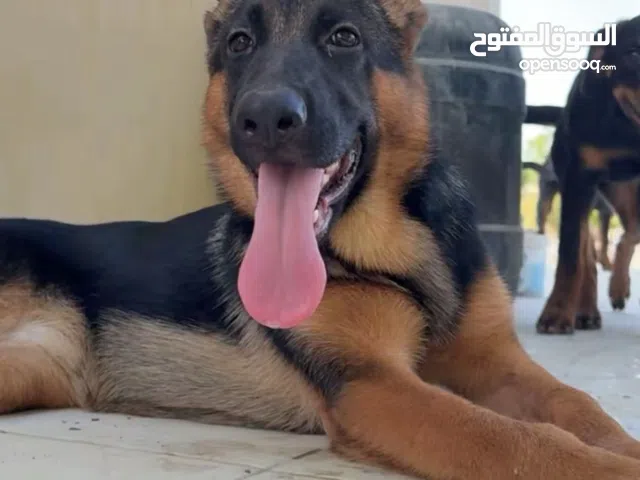 11month old German shepherd 5500 negotiable صارفه