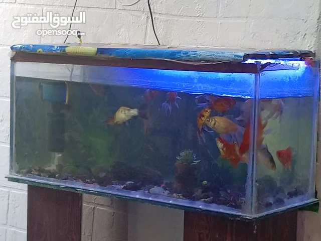 حوض سمك كامل مع اسماك وجميع أغراضه