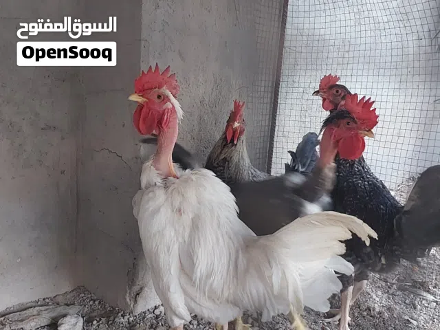 دجاج عرب (أربع ديوك) عمرهم 7 أشهر صحتهم ممتازه ضخامه ونشاط سعرهم للكل 40 ألف واذا مفرد السعر 10 ألف