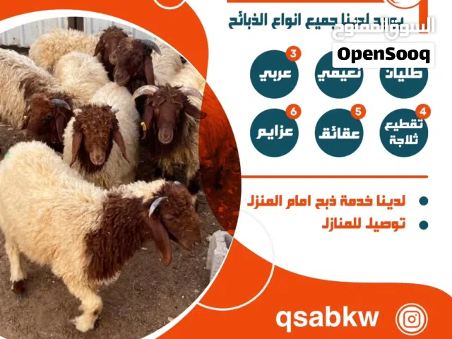 ذبايح للبيع قصاب غنم الكويت