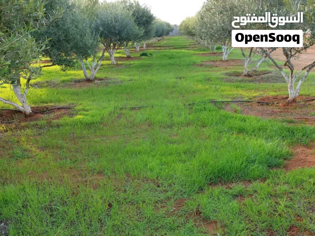 مزرعة هكتار في شارع طرخان سيدي فرج