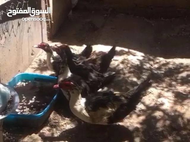 بط بلادي بط