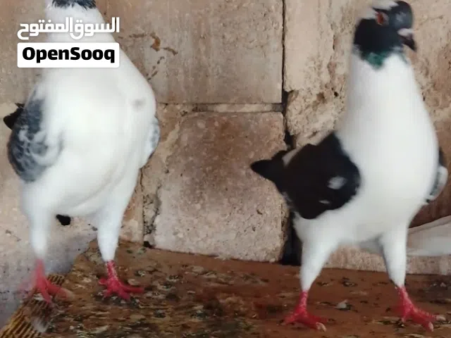 جوز شغالات اقرأ الوصف