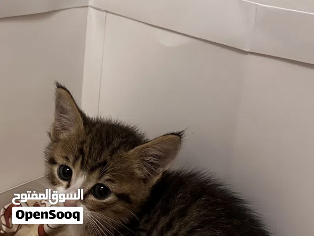 للتبني قط نوعه " ذكر " عمره شهرين  صحه ممتازه  ومتعلم على اللتربوكس   معاه اغراضه برسوم 70 دينار
