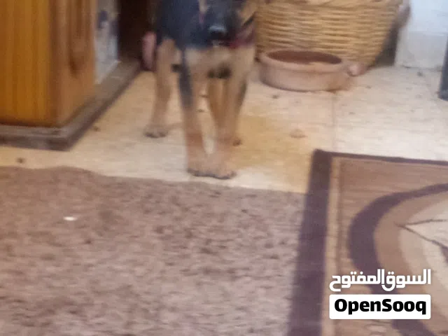 كلية بوليسية عمر شهرين ونص اقرا النص عمان جاوا