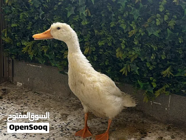 بطة بعمر 3 شهور