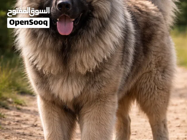 مطلوب كلب للتبني جيرمن او مالينو او اي نوع