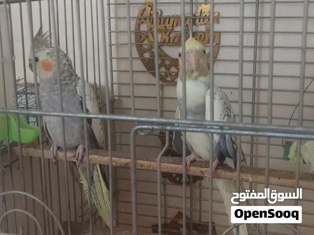 جوز كوكتيل  بدون القفص