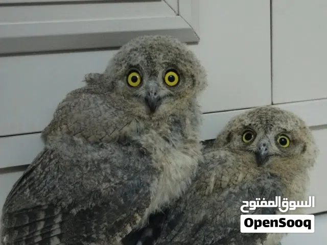 زوج بومة قزم مال بستان
