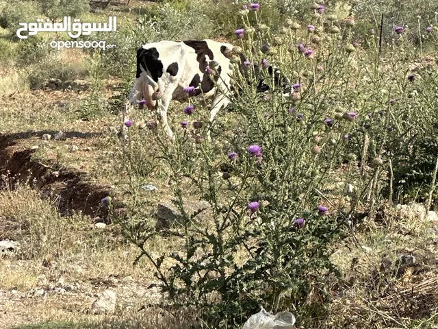 بقرة حليب 25 كيلو
