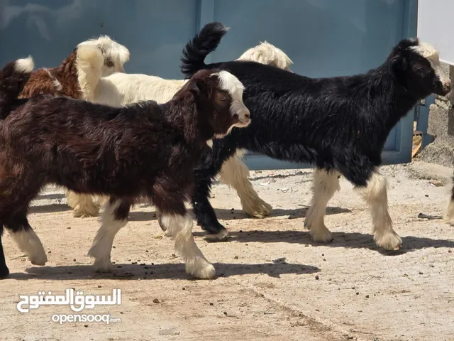 جدايا وسخلات من حلال الحواتم ياكلن وزاهبات ما شاء الله عليهن الرأس بالجمله