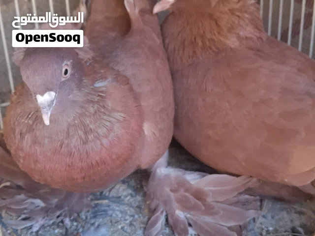 زوج رواعب احمر تحتهم بيض حاليا طور صحه ونظافه لبيع