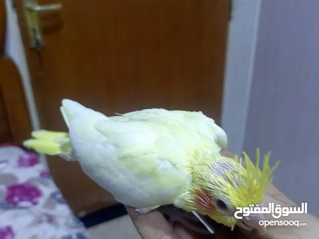 مطلوب فحل كوكتيل