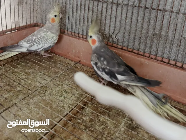 جوز كوكتيل شغالات وفرخين كوكتيل للزق اليدوي / موقع عجلون عنجره