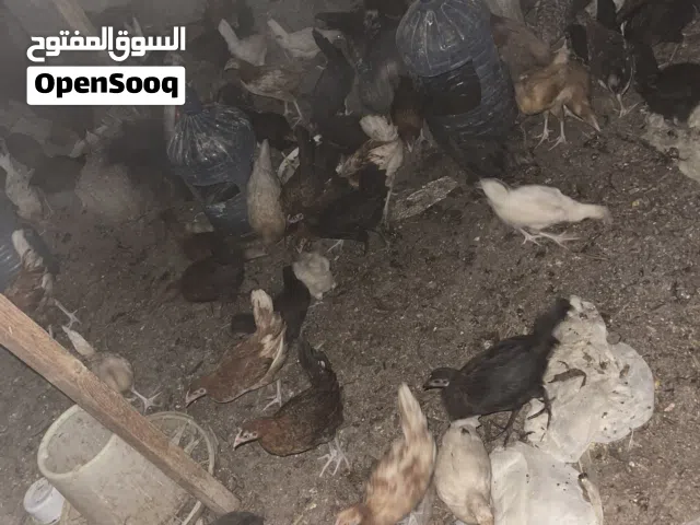 دجاج  عماني